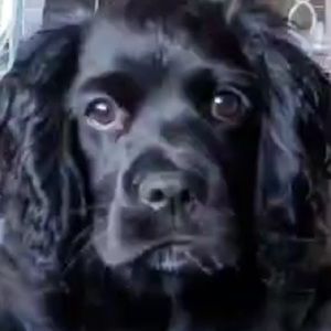 Meet your Posher, Teah